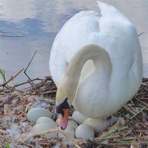 trumpeter swan eggs